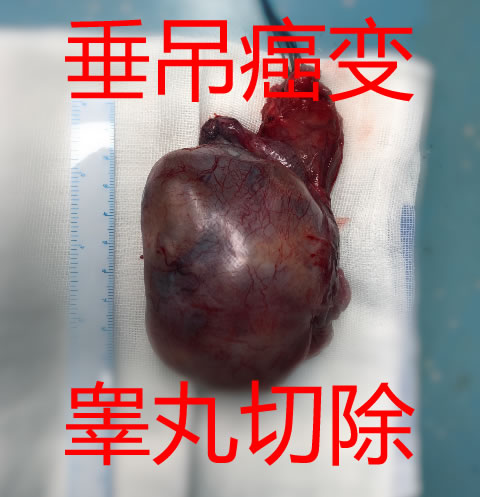 洗髓经 易筋经